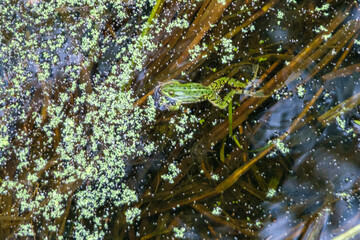 Grenouille nageant dans l'eau
