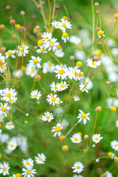 Fleurs de camomille