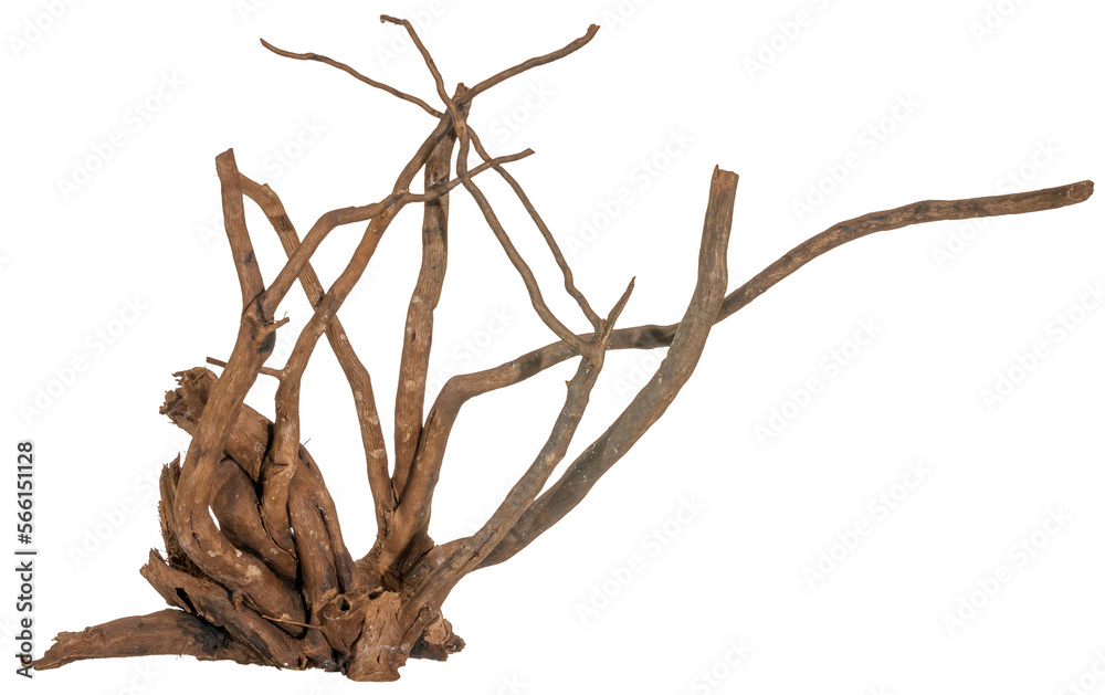 Fototapete Piece of a root with many thin branches, river wood, driftwood, aquarium design element - isolated on transparent background - png - image compositing footage - alpha channel 