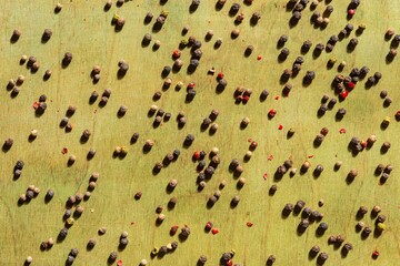 Spices- peppercorns on a green background. Wood texture- abstract pattern