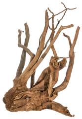 Piece of a root with many thin branches, river wood, driftwood, aquarium design element - isolated on transparent background - png - image compositing footage - alpha channel 