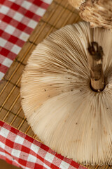 Parasol mushroom (Macrolepiota excoriata) in forest
