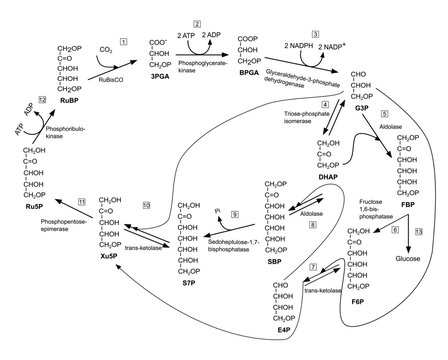 Step Of Calvin Cycle In Photosynthesis, Dark Phase. Vector Illustration.