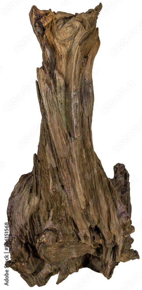 Fototapete piece of a root / trunk with many thin branches, river wood, driftwood, aquarium design element - is