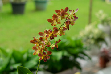 Dendrobium orchid flowers