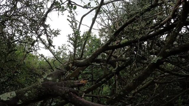 Southern Boubou jump from branch, 2022
Addo national park, South Africa, 2022
