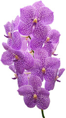 close up beautiful orchid flower cut out