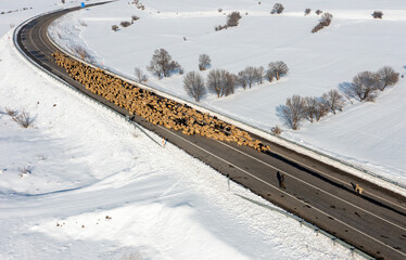 Obraz premium Erzincan Province, İliç District, herd of sheep crossing the highway