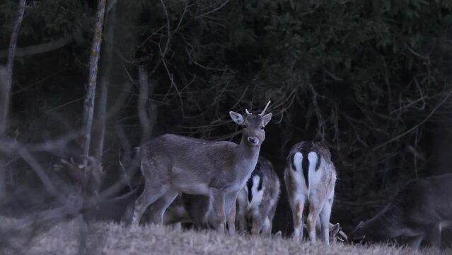 European fallow deer (Dama dama), also known as the common fallow deer or simply fallow deer