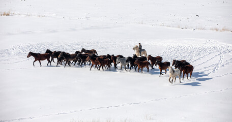 Wild horses are running and on the snow. Yilki horses are wild horses that are not owned in Kayseri, Turkey