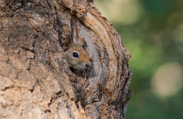 Caucasian Squirrels (Sciurus anomalus) are lives at the forest of Mazidagi district of Mardin.
