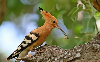 Eurasian Hoopoe (Upupa epops) are feeds its young during spring. They hatch in Europe and Asia in the summer and return to Africa in the winter.