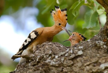 Eurasian Hoopoe (Upupa epops) are feeds its young during spring. They hatch in Europe and Asia in the summer and return to Africa in the winter. © selim