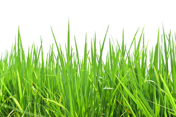 Green rice field isolated on transparent background PNG file
