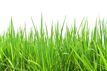 Green rice field isolated on transparent background PNG file