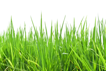 Papier Peint photo Autocollant Herbe Green rice field isolated on transparent background PNG file