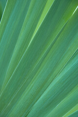 Abstract natural green leaf texture background