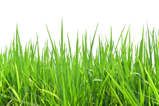 Green rice field isolated on transparent background PNG file