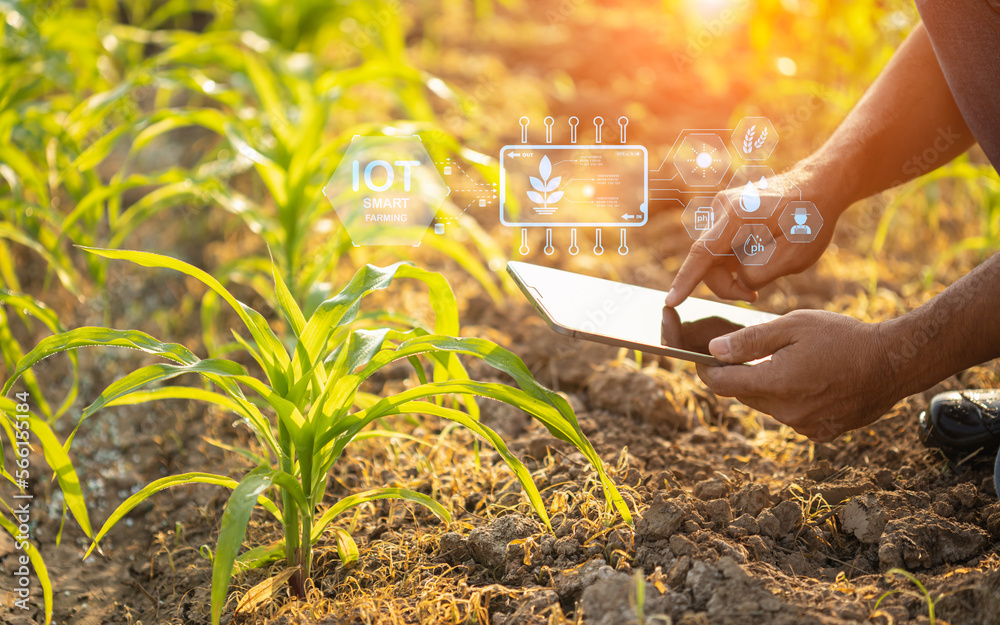 Wall mural farmer using digital tablet in corn crop cultivated field with smart farming interface icons and lig