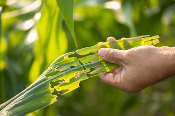 Farmer working in the corn and checking problem in his farm about aphis or worm eating on corn leaf...