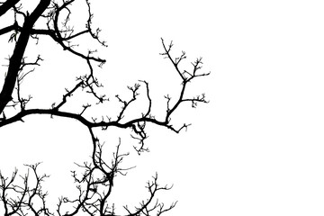 Silhouette of a leafless tree isolated on transparent background PNG file