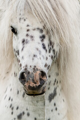 Portrait of appaloosa pony stallion