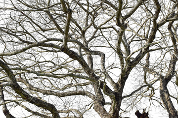 Dry tree branch isolated on transparent background PNG file