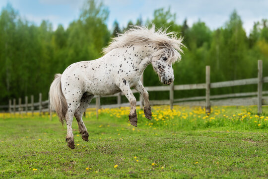 Funny appaloosa pony playing in the field in summer