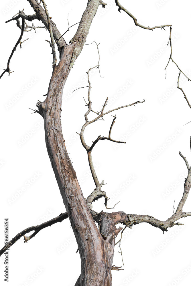 Wall mural dry tree branch isolated on transparent background png file