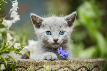 Russisch Blau Katze im Garten, Ausflug im Sommer