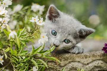 Russisch Blau Katze im Garten, Ausflug im Sommer