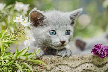 Naklejka na ściany i meble Russisch Blau Katze im Garten, Ausflug im Sommer