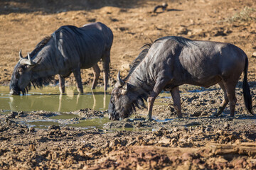 Two wildebeests drinking water at a watering hole
