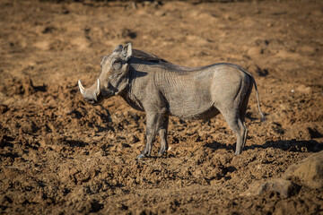 Male warthog standing in the mud