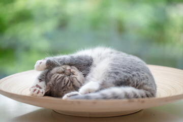 junge Katze schläft in Körbchen, Entspannung im Wohnzimmer