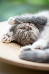 junge Katze schläft in Körbchen, Entspannung im Wohnzimmer