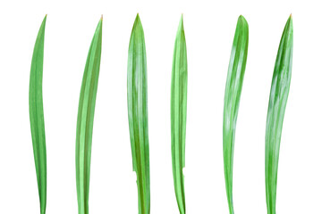 Collection of fresh pandan leaf isolated on transparent background PNG file
