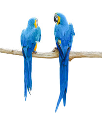 Macaw parrots on branch isolated on transparent background PNG file © banphote