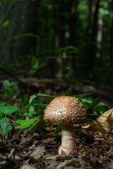 this mushroom is an amanita rubescens and it grows in the forest