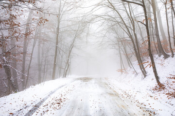The road goes through the forest in winter