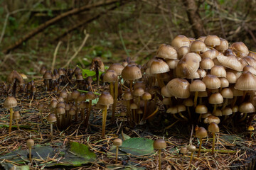 Clustered Bonnet Mycena inclinata growing on a mossy stump