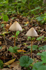 A Macro image close up of a conecap mushroom or latin name Genus Conocybe surrounded by grass