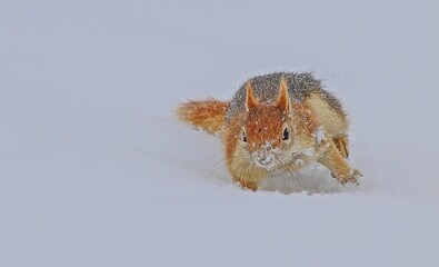 The Caucasian Squirrel (Sciurus anomalus) eats the acorns that it hides under the ground in autumn by removing it from under the snow in winter.