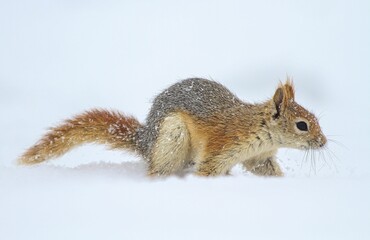 The Caucasian Squirrel (Sciurus anomalus) eats the acorns that it hides under the ground in autumn by removing it from under the snow in winter.