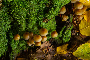 Clustered Bonnet Mycena inclinata growing on a mossy stump