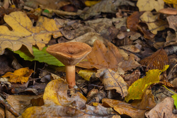 Edible mushroom called niscalo, red pine mushroom Lactarius deliciosus growing in the fall season in the pine forests of Spain. Mushroom harvest season. Mycology Concept