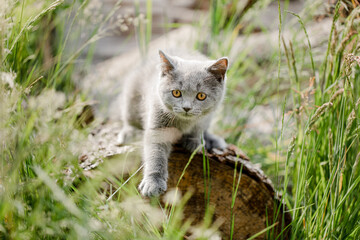 Naklejka na ściany i meble graue Katze im Garten, Hauskatze im Sommer