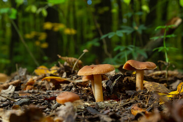 Gymnopus hariolorum mushrooms on the old stump