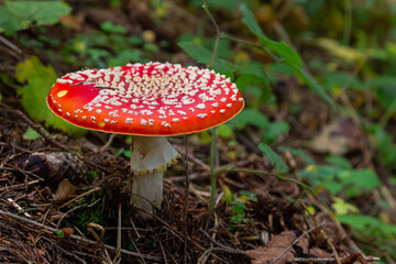 Close-up of a Amanita poisonous mushroom in nature. Fly amanita Amanita muscaria mushroom