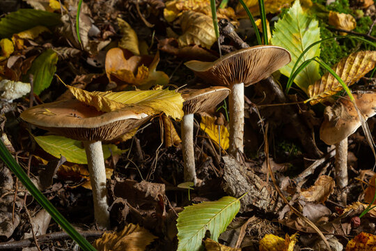 Gymnopus hariolorum mushrooms on the old stump
